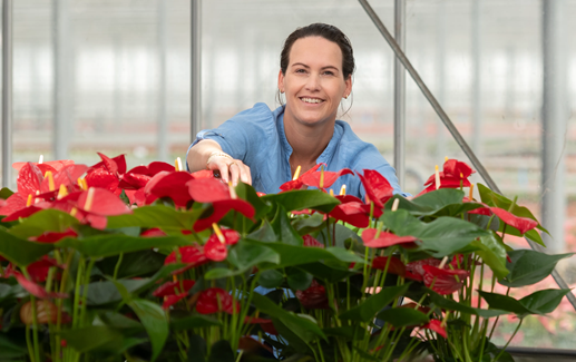 Werknemer aan het werk in de bloemenkas